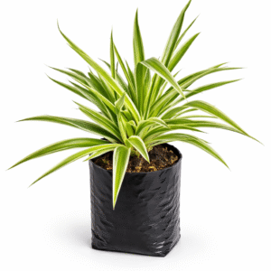 Spider Plant live indoor plant in polybag, low water needs, excellent air purifier, and perfect for homes, offices, and workspaces.