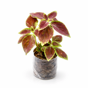 🌿 Coleus Ornamental Plant (Live) – Colorful Foliage Plant in Polybag