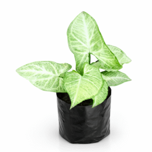 Syngonium Plant (White & Green Variegated) – Live Indoor Plant in Black Polybag
