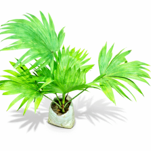 🌿 Lady Palm Live Plant – Indoor & Outdoor Plant